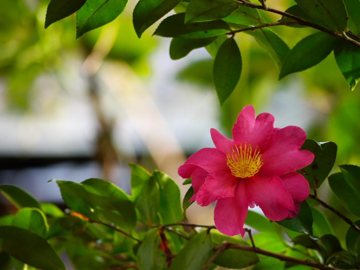 Nonohanatei Komurasaki Shimoda  Exterior foto